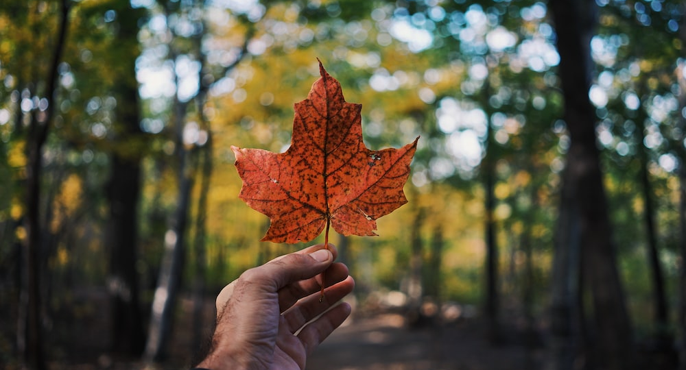 A person holding a maple leaf, a Canadian symbol