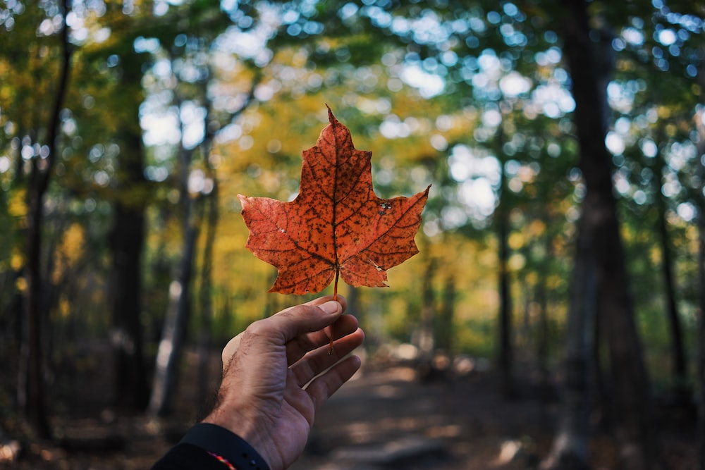 A person holding a maple leaf, a Canadian symbol